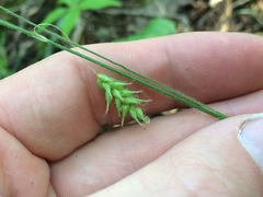 Carex castanea