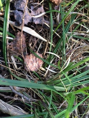 Carex castanea