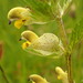 Rhinanthus pulcher - Photo (c) martina_poeltl, μερικά δικαιώματα διατηρούνται (CC BY-NC), uploaded by martina_poeltl