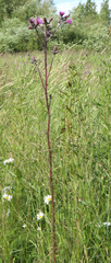 Cirsium palustre