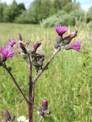 Cirsium palustre