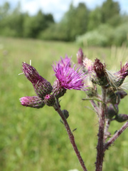 Cirsium palustre
