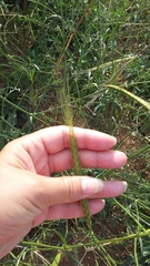 Triticum monococcum boeoticum