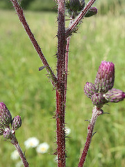 Cirsium palustre
