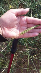Triticum monococcum boeoticum