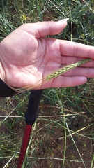 Triticum monococcum boeoticum