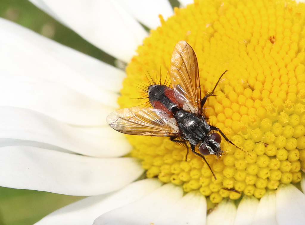 Eriothrix