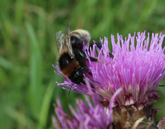 Bombus subterraneus