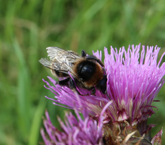 Bombus subterraneus