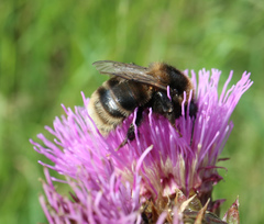 Bombus subterraneus