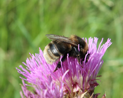Bombus subterraneus
