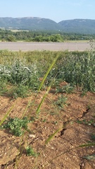 Triticum monococcum boeoticum