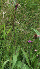 Cirsium heterophyllum