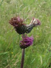 Cirsium heterophyllum