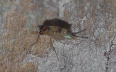 Elaphropeza ephippiata