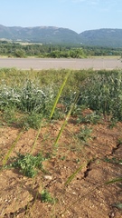 Triticum monococcum boeoticum