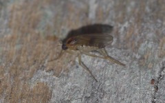 Elaphropeza ephippiata