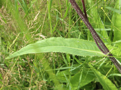 Cirsium heterophyllum