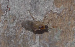 Elaphropeza ephippiata