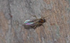 Elaphropeza ephippiata