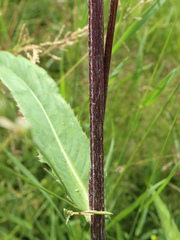 Cirsium heterophyllum