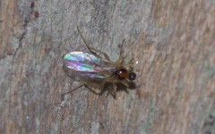 Elaphropeza ephippiata