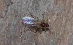 Elaphropeza ephippiata