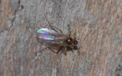 Elaphropeza ephippiata