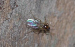 Elaphropeza ephippiata