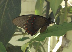 Papilio menatius victorinus