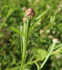 Centaurea jacea