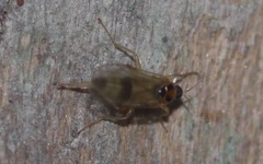 Elaphropeza ephippiata