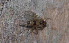 Elaphropeza ephippiata