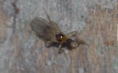 Elaphropeza ephippiata