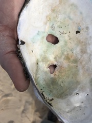 Anodontites trapesialis