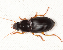 Harpalus pensylvanicus