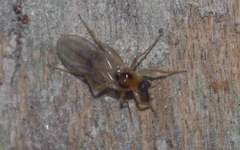 Elaphropeza ephippiata