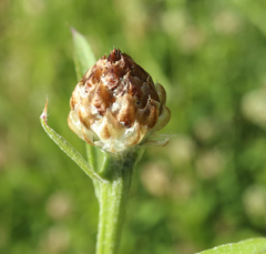 Centaurea jacea