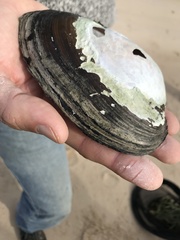 Anodontites trapesialis