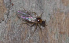 Elaphropeza ephippiata