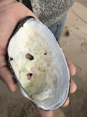 Anodontites trapesialis