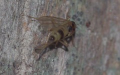 Elaphropeza ephippiata