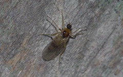 Elaphropeza ephippiata