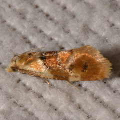 Cochylis bucera