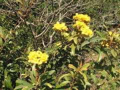 Acridocarpus natalitius