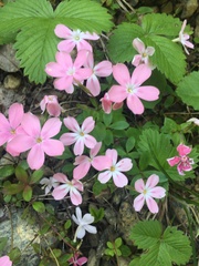 Phlox adsurgens