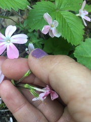Phlox adsurgens