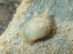 Lymnaea