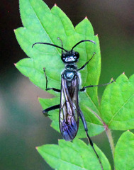 Chalybion zimmermanni