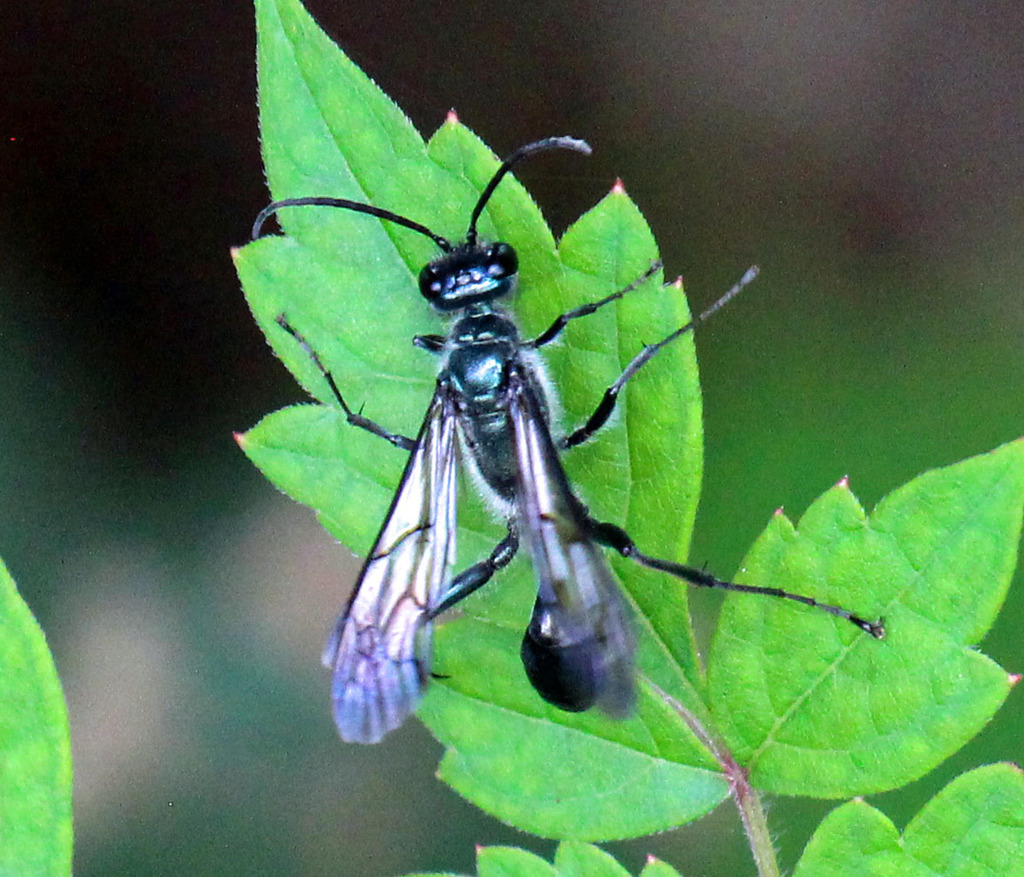 Zimmerman's Mud-dauber Wasp